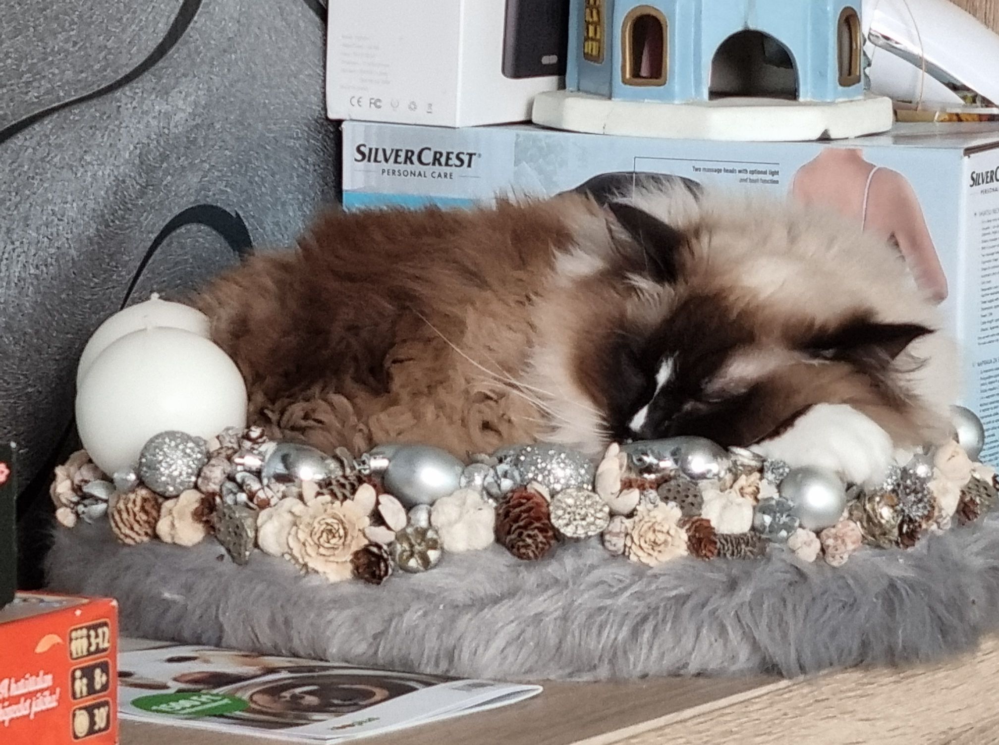 /images/Galeria/Ragdoll Rajongók Rezidenciája/18 Éva Mazagáné Molnár 1.jpg